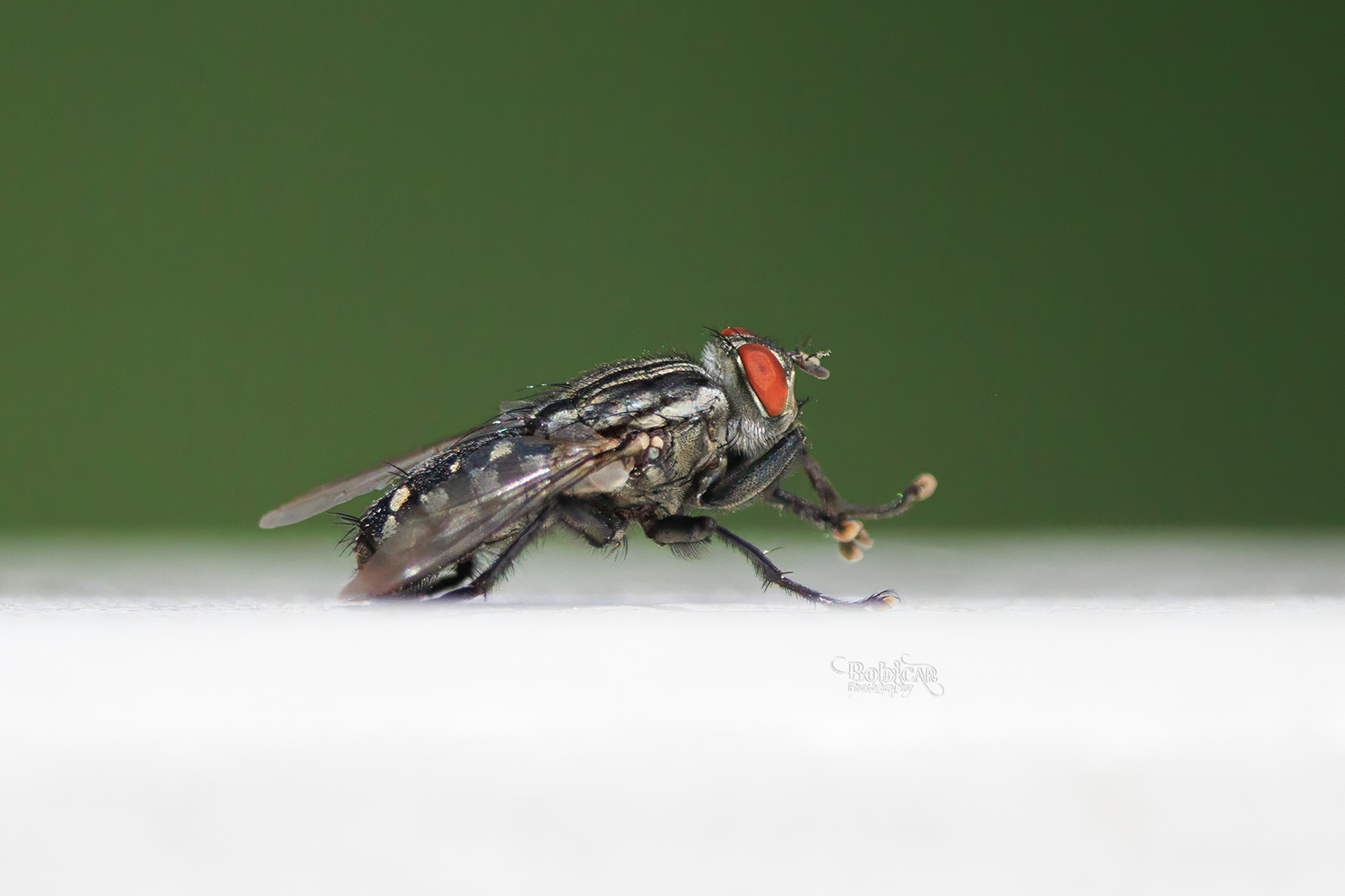 Flies and Mosquitoes